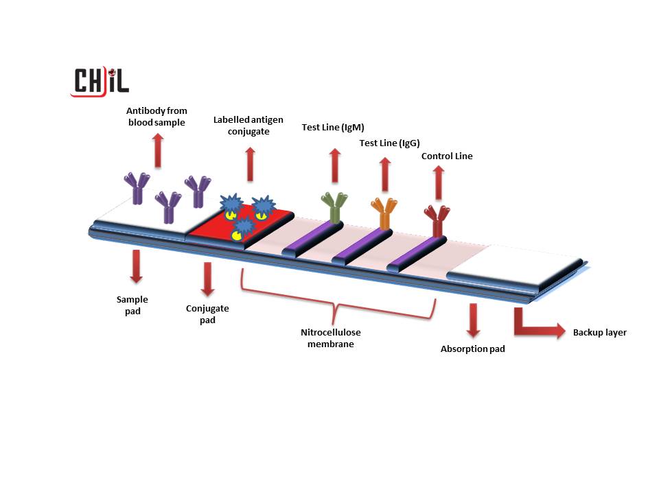 lateral flow assay principle