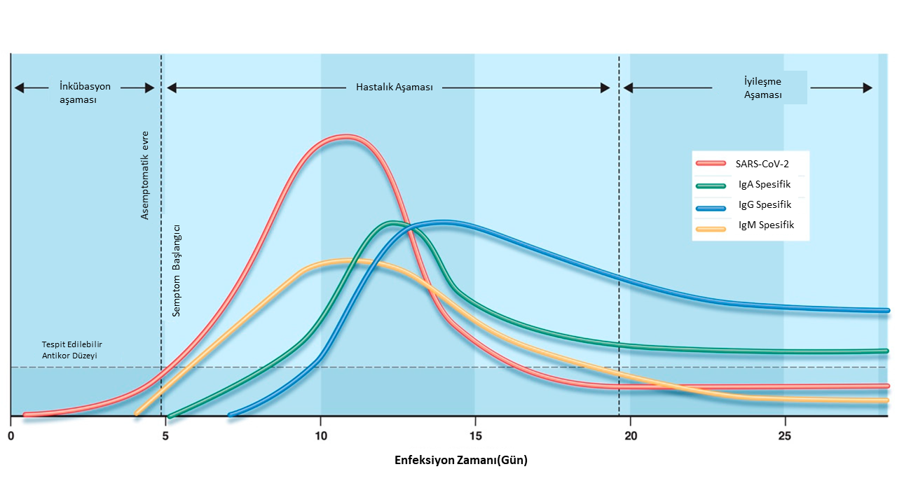 Zamana Bağlı Antikor Miktarı Değişimi